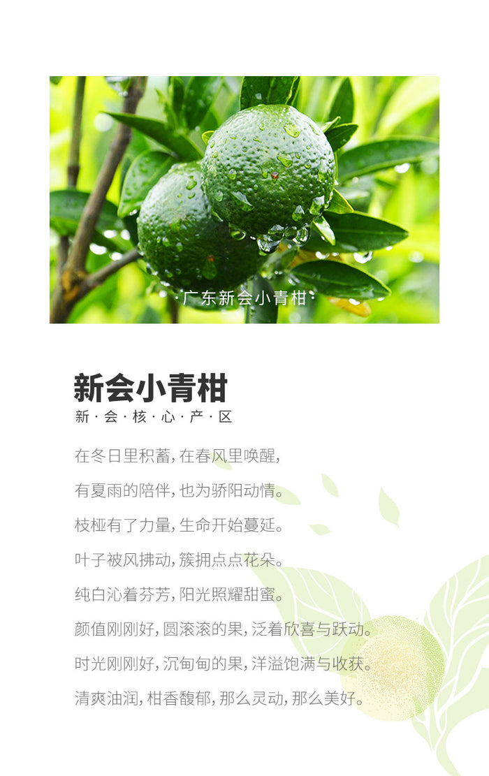 大益普洱茶| 温哥华普洱茶|2016年大益金柑普(小青柑柑普茶) 翠玉