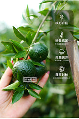 大益普洱茶| 温哥华普洱茶|2016年大益金柑普(小青柑柑普茶) 翠玉
